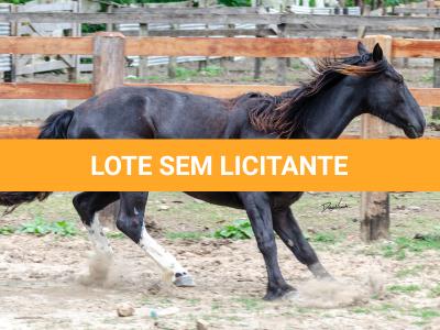 LOTE 019 - CACIQUE ESM DA PPMP