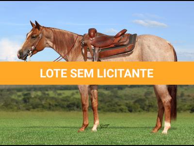 LOTE 020 - PEROLA REY STAR MIME