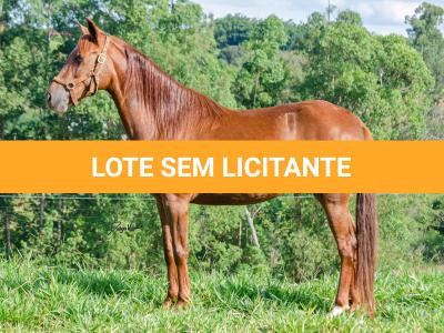 LOTE 018 - KKKK RESGATE DA TRADIÇÃO