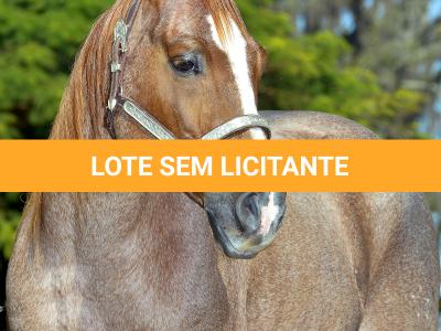 LOTE 017 - DUAL LIL PEPY RE