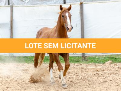 LOTE 018 - FANTASMA ESM DA PPMP
