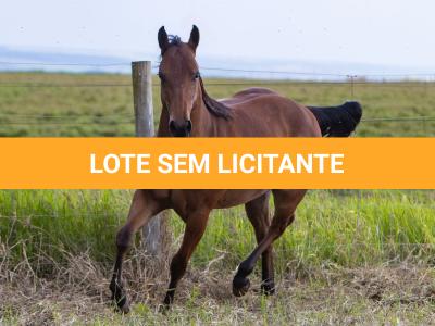 LOTE 008 - GUAPO BEE LENA