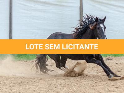 LOTE 019 - CACIQUE ESM DA PPMP