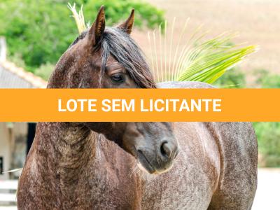 LOTE -100 - CAMPONES ESM DA PPMP (Coberturas)