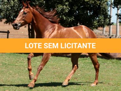 LOTE 015 - GEORGIA STUD HR