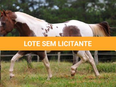 LOTE 003 - SPOT CAT HRM - TE