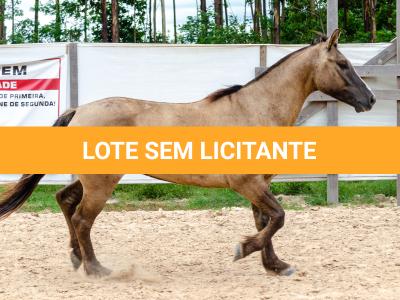 LOTE 011 - ATREVIDO ESM DA PPMP