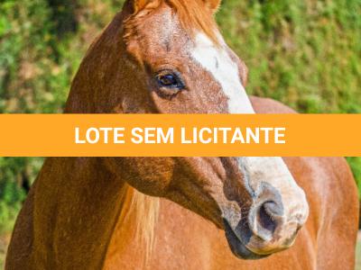 LOTE 014 - EMBRIÃO A EFETIVAR - BENETT DASH BULLION x TWIG LADY AG