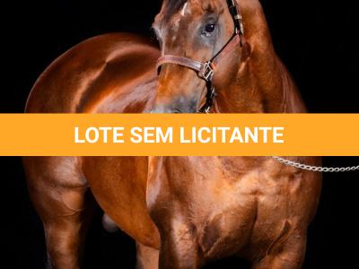 LOTE -100 - TAPOCRAT - Coberturas