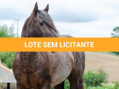 LOTE -100 - CAMPONES ESM DA PPMP (Coberturas)