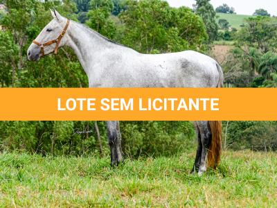 LOTE 017 - BETANIA DA NOVA TRADIÇÃO