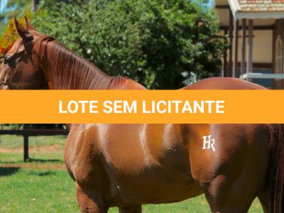 LOTE 015 - GEORGIA STUD HR