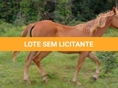 LOTE 017 - CANELA