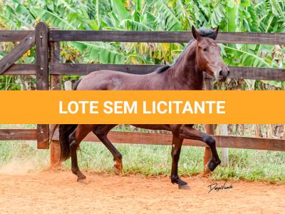LOTE 016 - BADOKE DA NOVA TRADIÇÃO