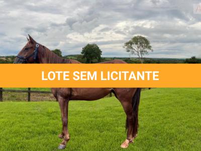 LOTE 011 - ELEGANTE
