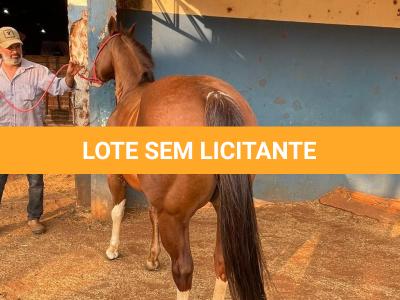 LOTE 005 - SANJOS MEDADAS ME