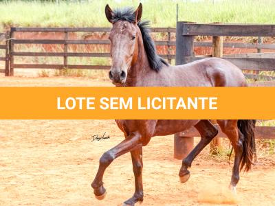 LOTE 016 - BADOKE DA NOVA TRADIÇÃO