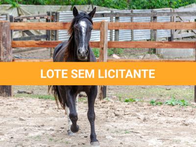LOTE 019 - CACIQUE ESM DA PPMP