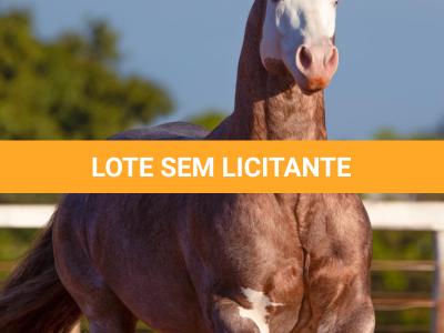 LOTE 025 - PUSS IN BOOTS TLM