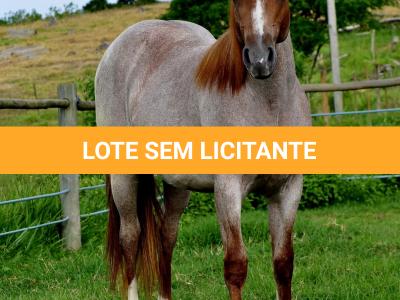 LOTE 002 - POP REY STAR MIME