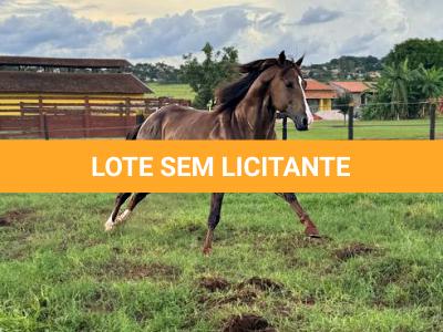 LOTE 011 - MCI PETER LEO FAME
