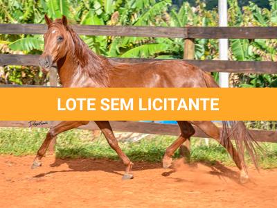 LOTE 018 - KKKK RESGATE DA TRADIÇÃO