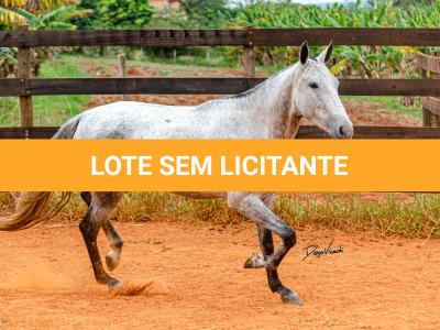 LOTE 017 - BETANIA DA NOVA TRADIÇÃO