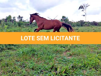LOTE 019 - CANÁRIO DOS IPÊS