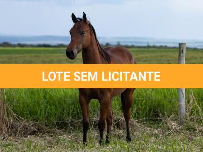LOTE 008 - GUAPO BEE LENA