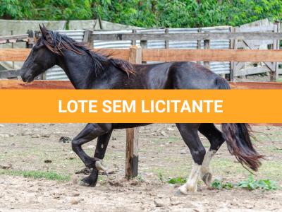 LOTE 019 - CACIQUE ESM DA PPMP