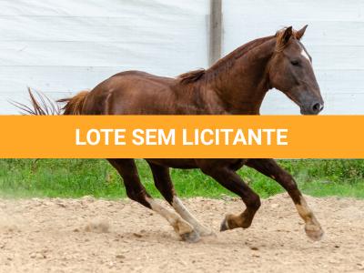 LOTE 017 - ENCANTADOR ESM DA PPMP