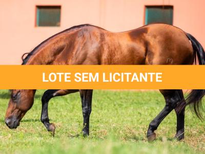 LOTE -100 - TAPOCRAT - Coberturas