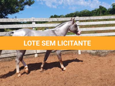 LOTE 022 - PLAY RED GUN GMW