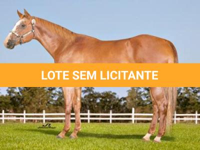 LOTE 014 - EMBRIÃO A EFETIVAR - BENETT DASH BULLION x TWIG LADY AG