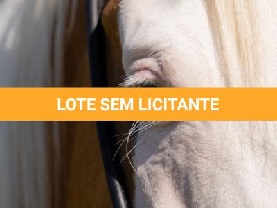 LOTE 021 - DEREK COUNTRY GUN