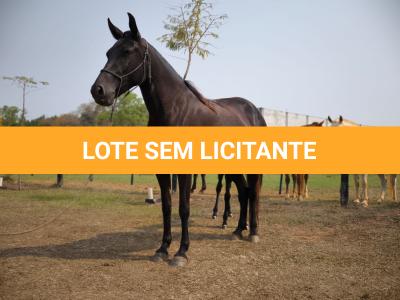LOTE 012 - REVISTA DA SORTE GRANDE - MN