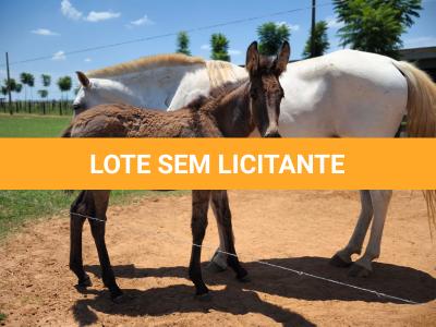 LOTE 003 - NOME A ESCOLHER