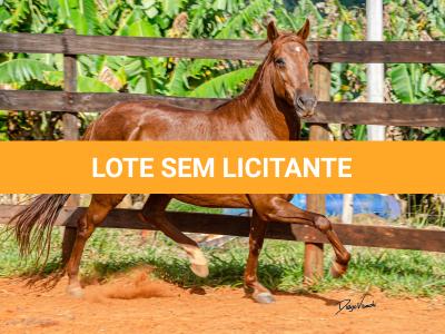 LOTE 018 - KKKK RESGATE DA TRADIÇÃO