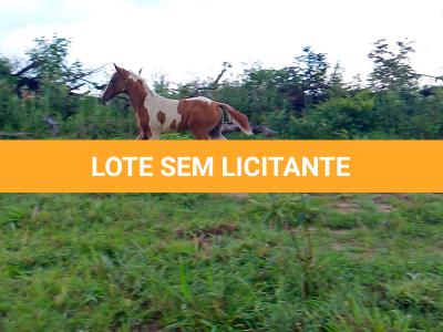 LOTE 018 - NIKO