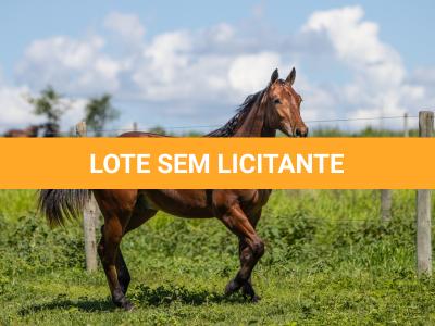 LOTE 013 - DUAL PHANTOM GSPOTS