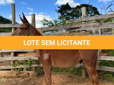 LOTE 009 - CAMPARI DO BANDEIRA