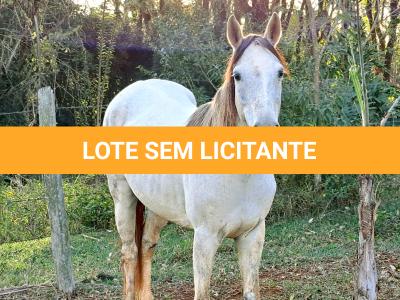 LOTE 016 - PEPITA TROUBLE JAY