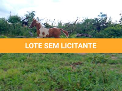 LOTE 018 - NIKO