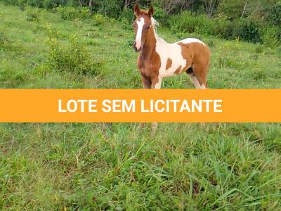 LOTE 018 - NIKO