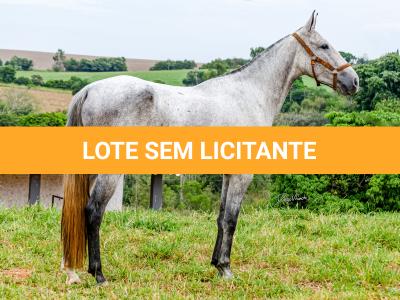 LOTE 017 - BETANIA DA NOVA TRADIÇÃO