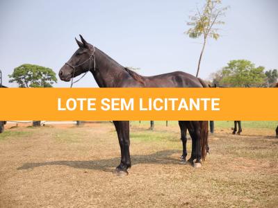LOTE 012 - REVISTA DA SORTE GRANDE - MN