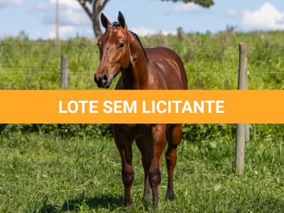 LOTE 013 - DUAL PHANTOM GSPOTS