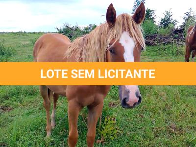 LOTE 017 - CANELA