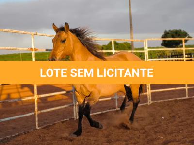 LOTE 004 - DAKOTA BARS LADY