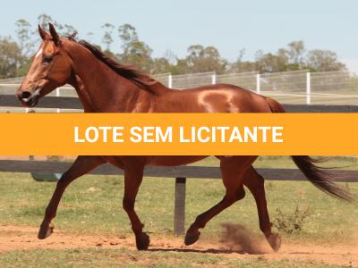 LOTE 015 - GEORGIA STUD HR